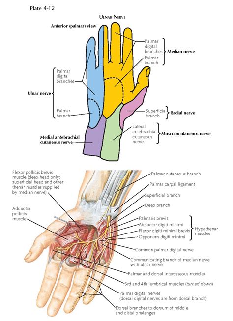 INNERVATION OF THE HAND - pediagenosis