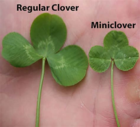 Micro Clover: Perennial Nitrogen Fertilizer for Lawns