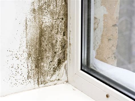 Common Areas for Mold Growth | HGTV