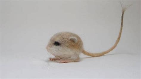 Meet Baluchistan Pygmy Jerboa, the only rodent you will find cute ...