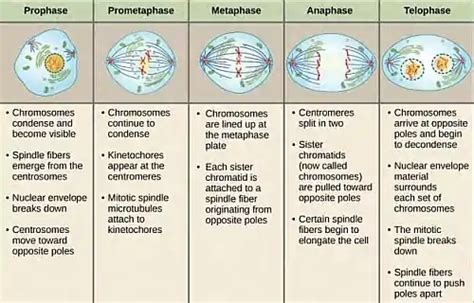 Mitosis and its Stages in order: Prophase, Metaphase, Anaphase and ...