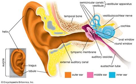 Human Cochlea