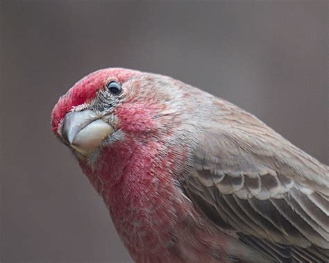 Common House Finch Sightings in Residential and Urban Areas - Sigloxxi