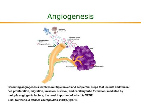 PPT - Angiogenesis PowerPoint Presentation, free download - ID:331206