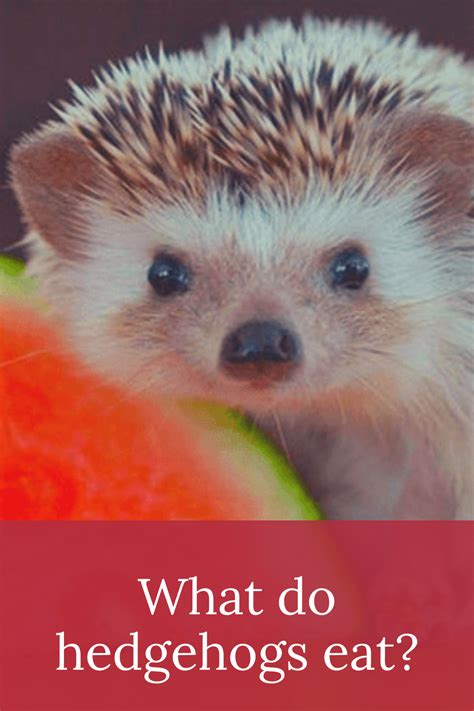 10 Best Hedgehogs Food, What do hedgehogs eat? | Hedgehog food ...