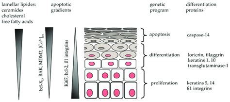 Illustration of the differentiation process in keratinocytes. The ...