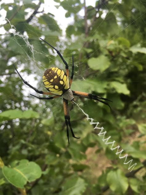 Poisonous Spiders in PA | What Tops the List?