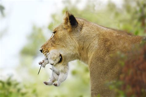 Free photo: Lion Cubs - Animal, Brown, Cubs - Free Download - Jooinn