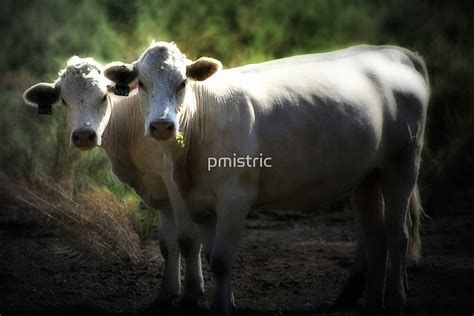 "A Two-Headed Cow?" by Trish Mistric | Redbubble