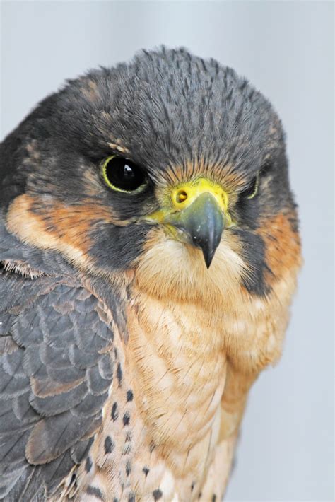 Rare peregrine falcons spotted in Finland’s Arctic – Eye on the Arctic