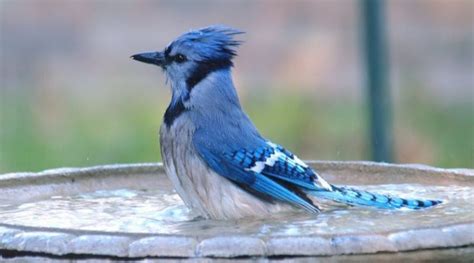 The Blue Jay Nest: Blue Jay Nesting Habits - Daily Birder