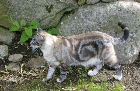 These 25 Cats Have The Most Unique Fur Patterns In The World (With ...