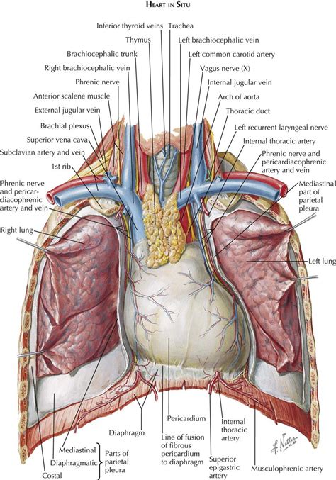 1. Anatomy | Thoracic Key