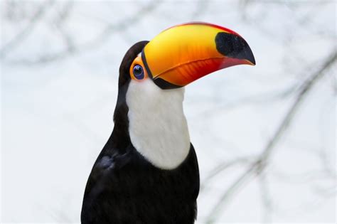 Premium Photo | Toucan close up