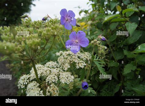 An assortment of wild hedgerow plants. Photograph taken at Haugh ...