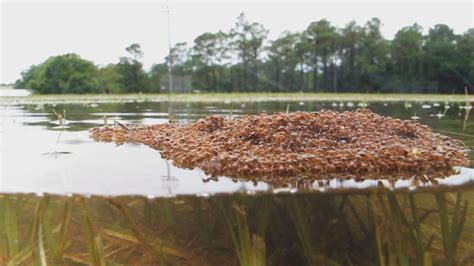 Descubre TU MUNDO: Curiosidades: hormigas rojas se unen para flotar ...