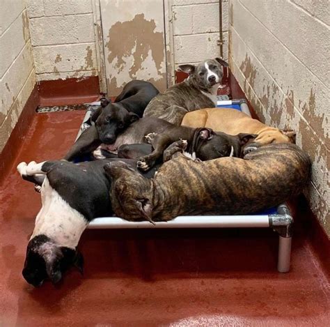 Atlanta Animal Shelters Are Over Capacity - The Dodo