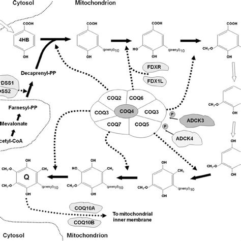 Structure of the oxidized (ubiquinone) and reduced form (ubiquinol) of ...