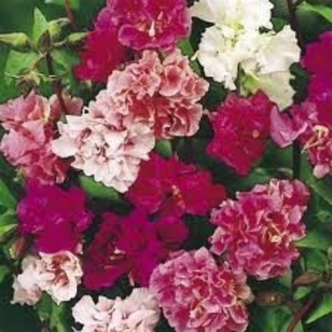 100 HEIRLOOM DOUBLE Clarkia Elegans Mix Flower Seeds - Etsy