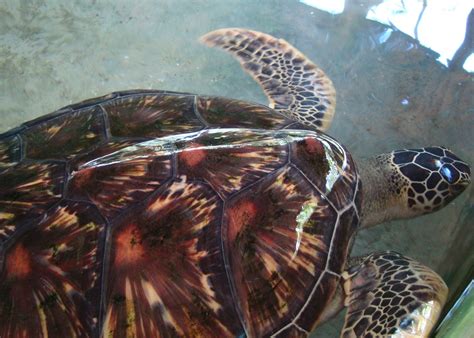 Sea Turtle Conservation Holidays | Audley Travel