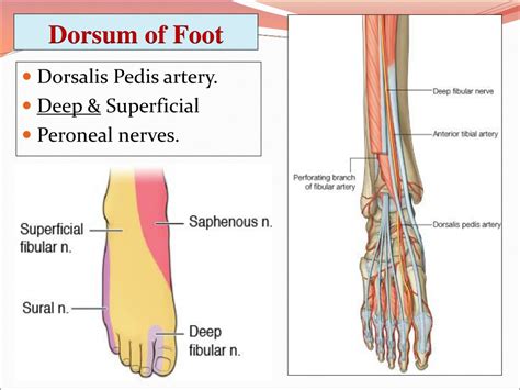 PPT - ANTERIOR, LATERAL COMPARTMENTS OF THE LEG AND DORSUM OF THE FOOT ...