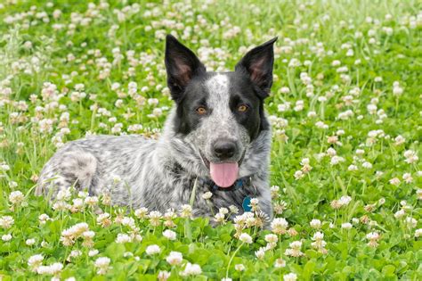 Australian Shepherd Blue Heeler Mix: Origin, Traits & Owner Guide