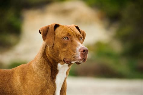 5 Types of Pit Bull Dog Breeds (2023)