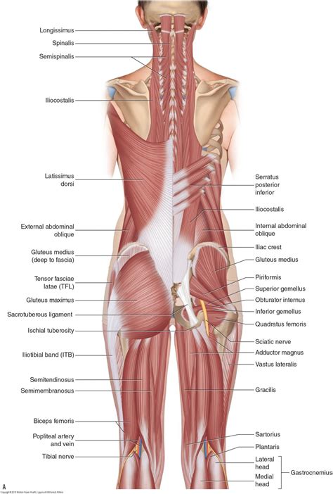 Muscles of the Pelvis