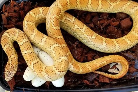 Top 15 King Snake Morphs (With Pictures) - ReptileHow.com