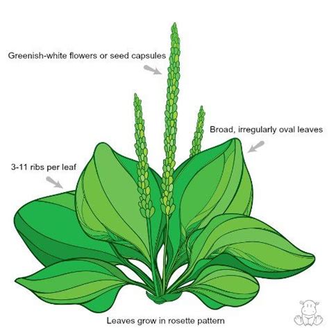 Plantain Herb Benefits, Recipes & Identification Guide