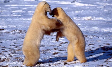 Decoding Polar Bear Behavior | Blog Posts | WWF