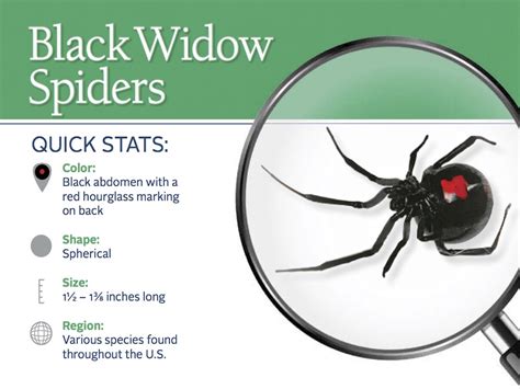 Black Widow Spiders: Facts & Extermination Information