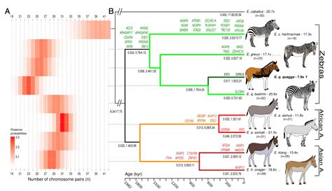 Extinct and extant Equus genomes reveal speciation with gene flow ...