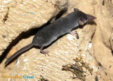 14 Etruscan Shrew Facts: World's Smallest Mammal (Non-Flying ...