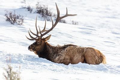 North Dakota Hunting Seasons - The Predator Hunter