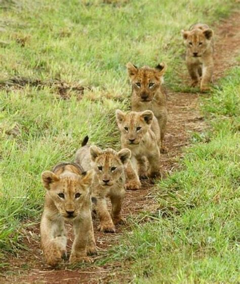 Cute Funny Animals, Animal Babies, African Safari, Nature Animals, Wild ...