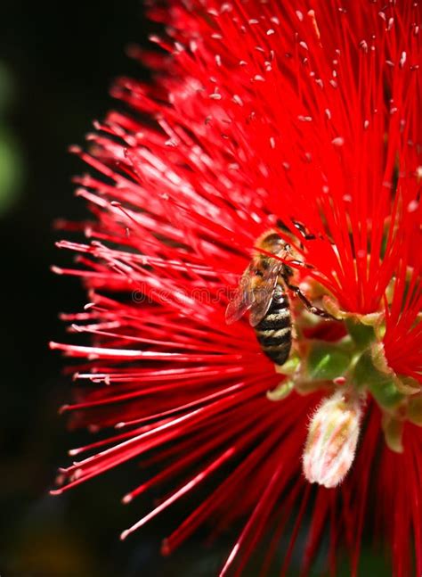 Pollination Concept. Yellow and Black Worker Bee on Red Callistemon ...