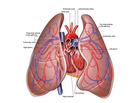 Heart and Lung illustration | Heart and lungs, Heart and lungs diagram ...