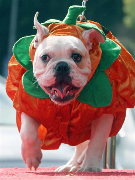 10 Effortless Halloween Costumes for Dogs • Picky Stitch