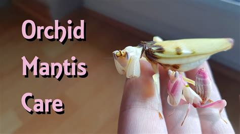 Orchid Mantis Care! – Pet Praying Mantis – KeyPetCare.com