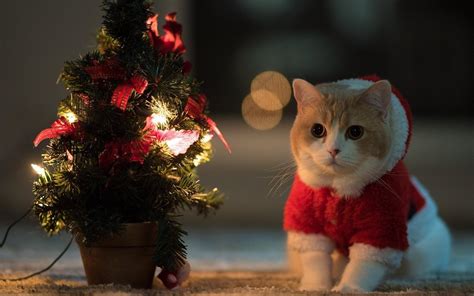 Christmas Cats Desktop Wallpapers - Wallpaper Cave