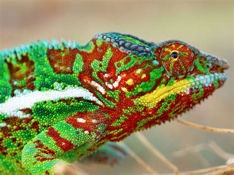 The secret to chameleon color change: Tiny crystals | Science | AAAS