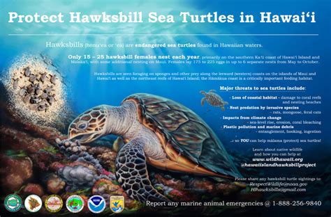 How Can Humans Help Hawksbill Sea Turtles