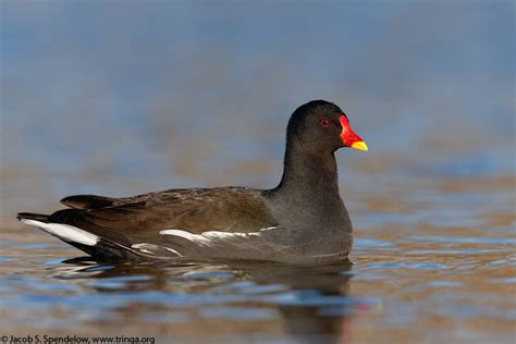 Common Moorhen 2