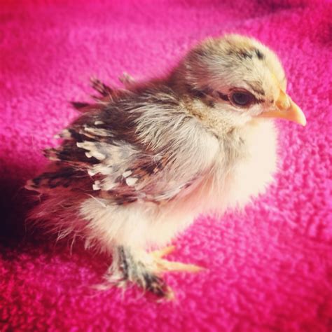 My frizzle bantam cochin mille fleur. | BackYard Chickens - Learn How ...