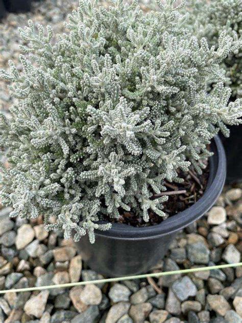 Santolina chamaecyparissus - Devil Mountain Wholesale Nursery