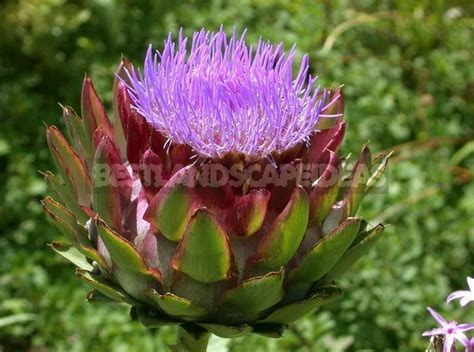 How to Plant and Care for Cynara - Artichoke. Varieties - Best ...