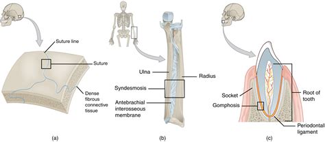 Fibrous Joints · Anatomy and Physiology