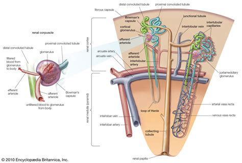 Top 113+ draw the diagram of nephron latest - seven.edu.vn