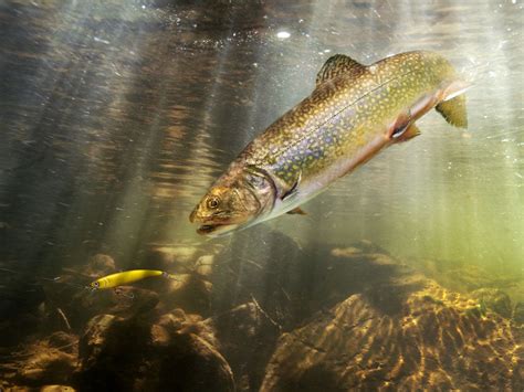 The 8 Best Trout Lures